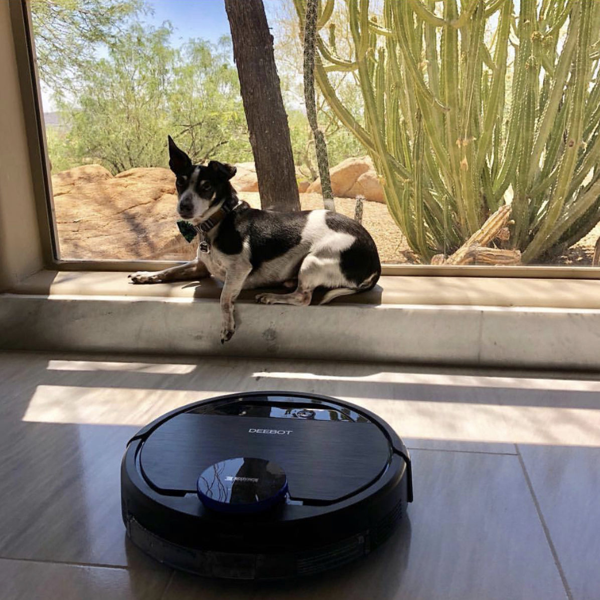 Robot vacuum around a domestic dog, sitting in the windowsill of a house
